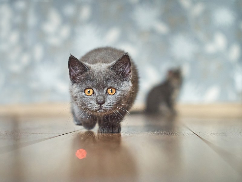 Katze jagt Laserpointer
