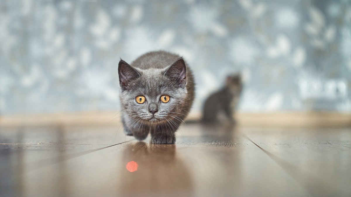 Katze jagt Laserpointer