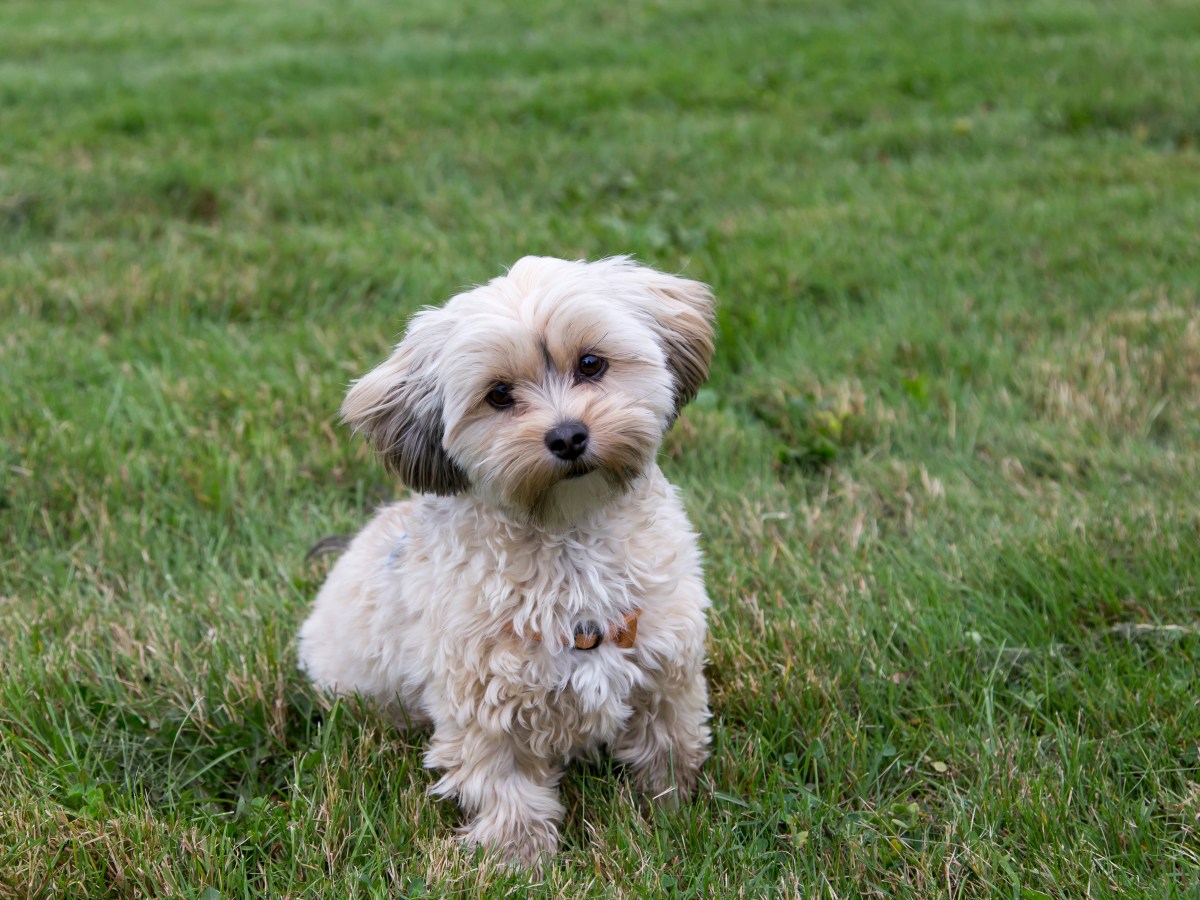 Morkie â€“ Der charmante Mix aus Malteser und Yorkshire Terrier im Rasse-Steckbrief