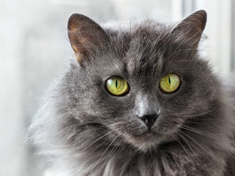 Nebelung-Katze Augen