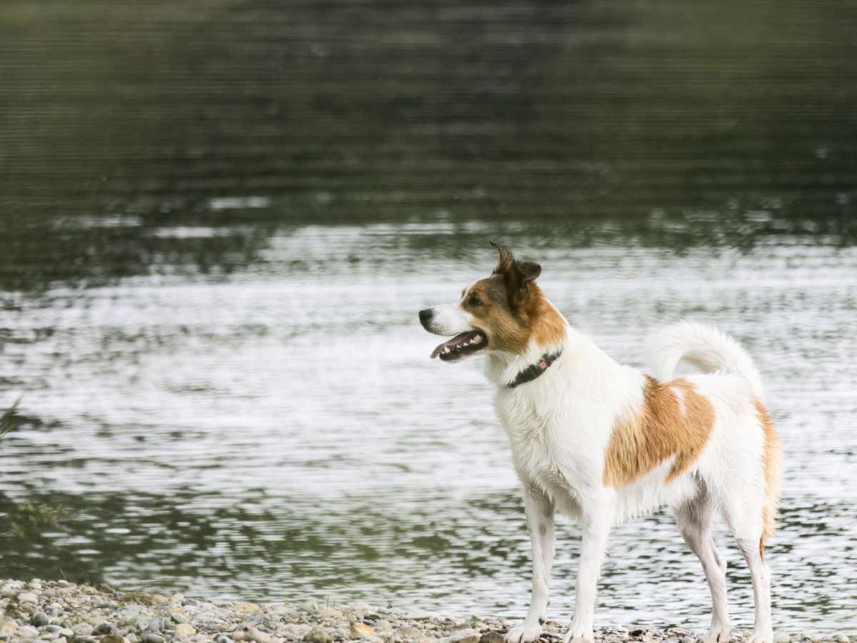 Norbottenspitz Steckbrief: Alles über die seltene Hunderasse aus Schweden