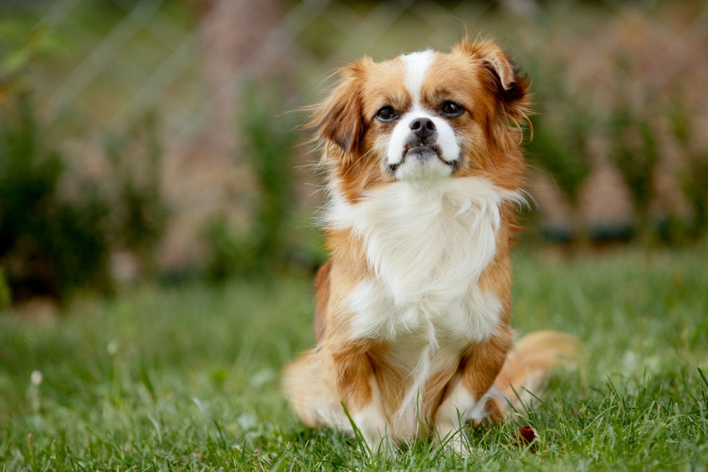 Pekinese