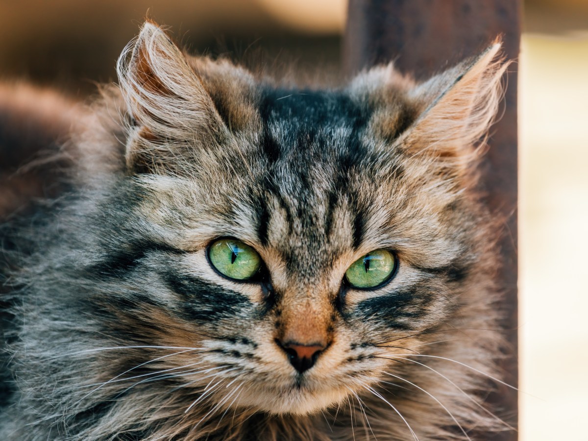 Ragamuffin Katze: Der Schmusetiger im Rasseportrait