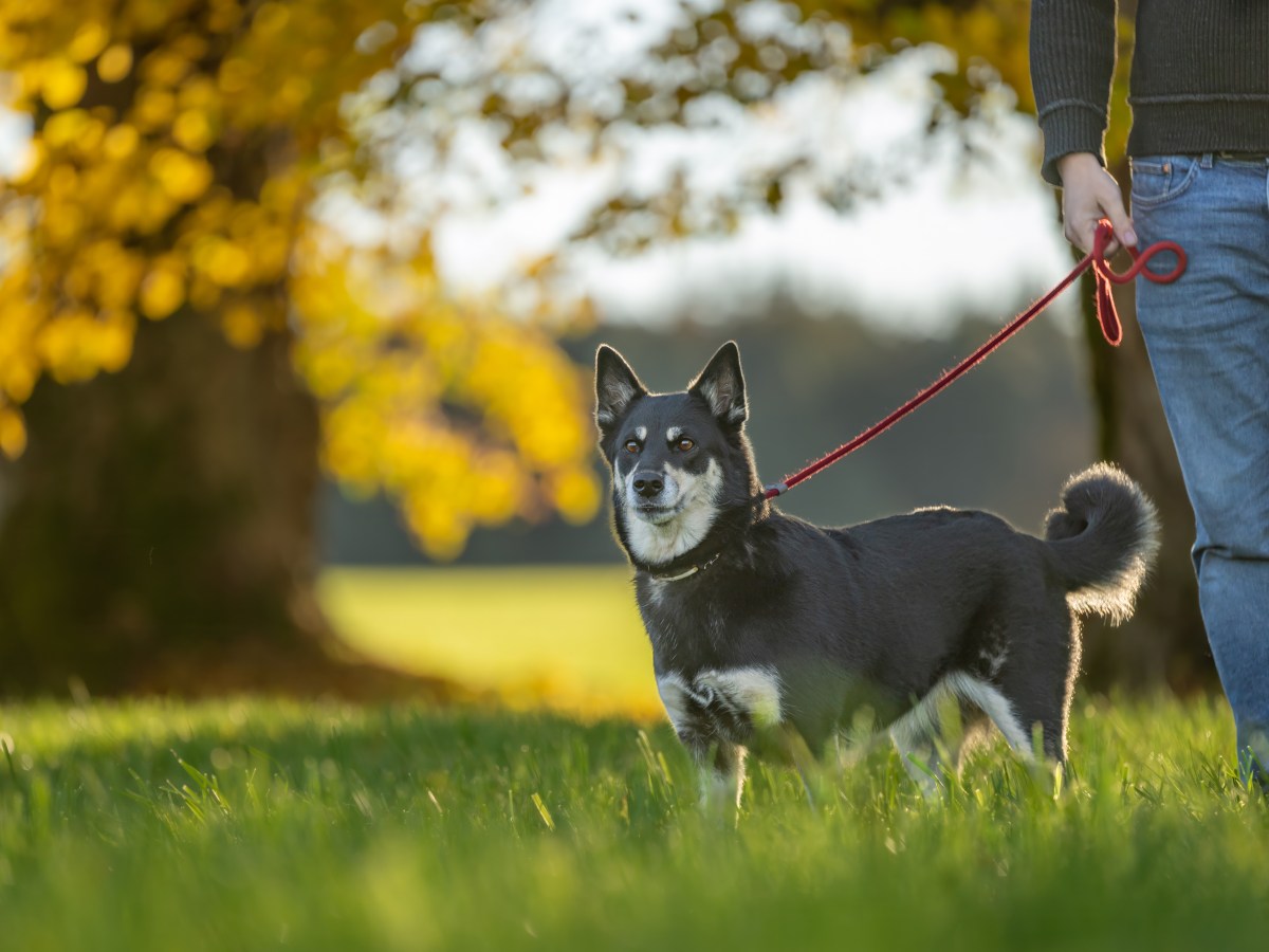 Der ultimative Steckbrief zum Lappländischen Rentierhund: Merkmale, Pflege und Tipps