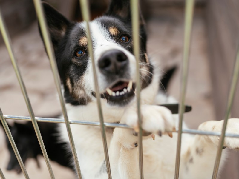 Tierschutzhund adoptieren