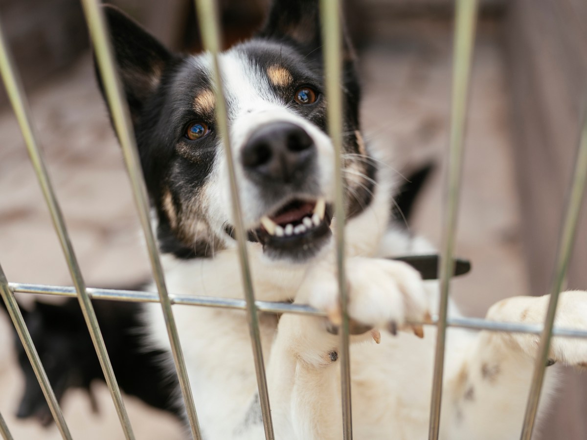 Willst du einen Tierschutzhund adoptieren? 5 Schritte, die du davor durchlaufen musst