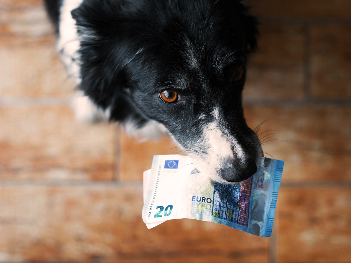 Wie viel kostet eigentlich ein Hund aus dem Tierschutz?