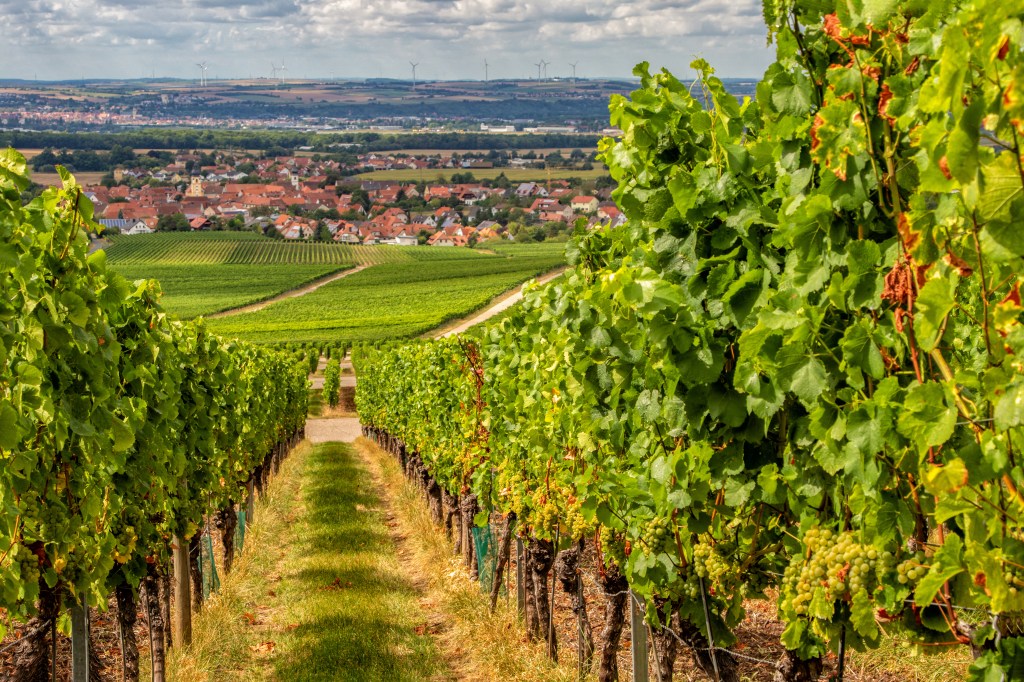 Auch Franken eignet sich besonders gut, wenn du einen Weintrip planst.