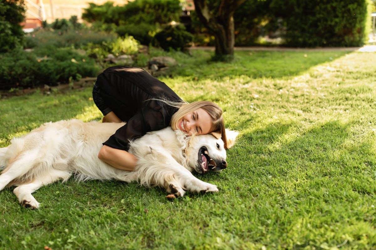 Hunde aus dem Tierheim