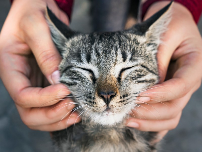 Katze wird gestreichelt