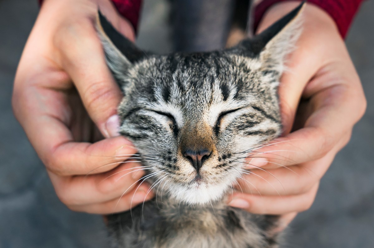 Katze wird gestreichelt