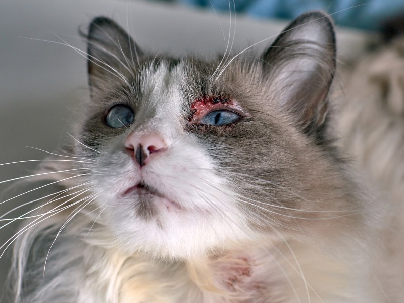 Katze mit Augenkrankheit blutigem Auge