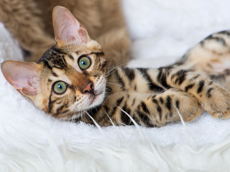 Bengal Katze liegt auf einer flauschigen Decke