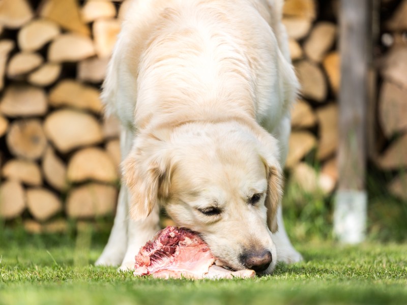 Fleisch fürs Barfen