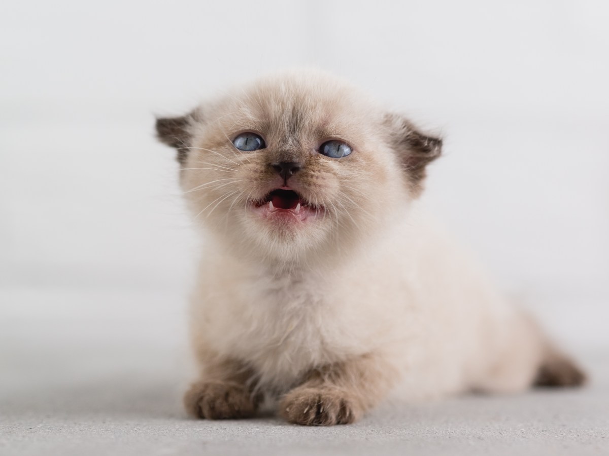 Kitten mit MilchzÃ¤hnen und ZahnlÃ¼cke