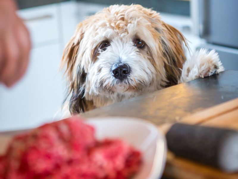 Hund will Hackfleisch