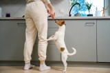Hund bettelt