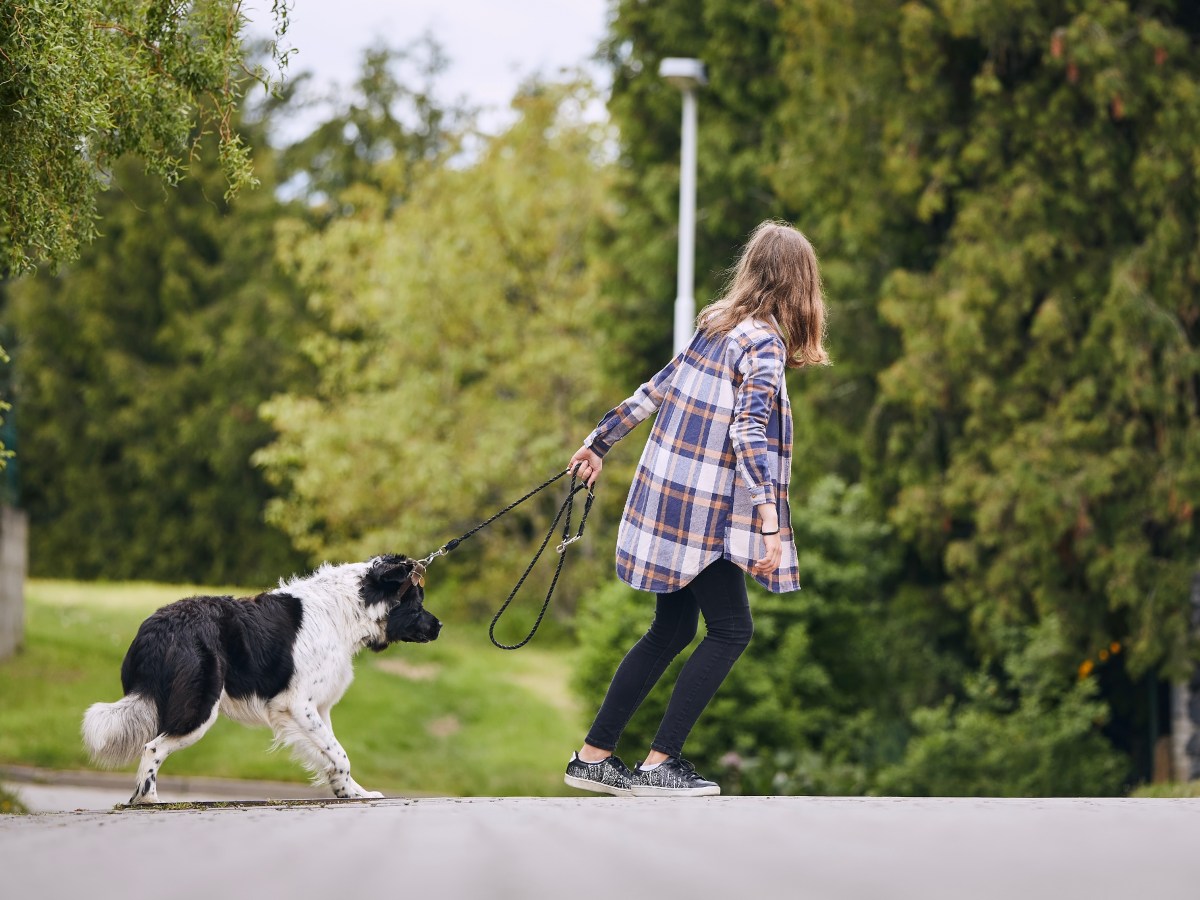 Frau zieht am Halsband eines Hundes