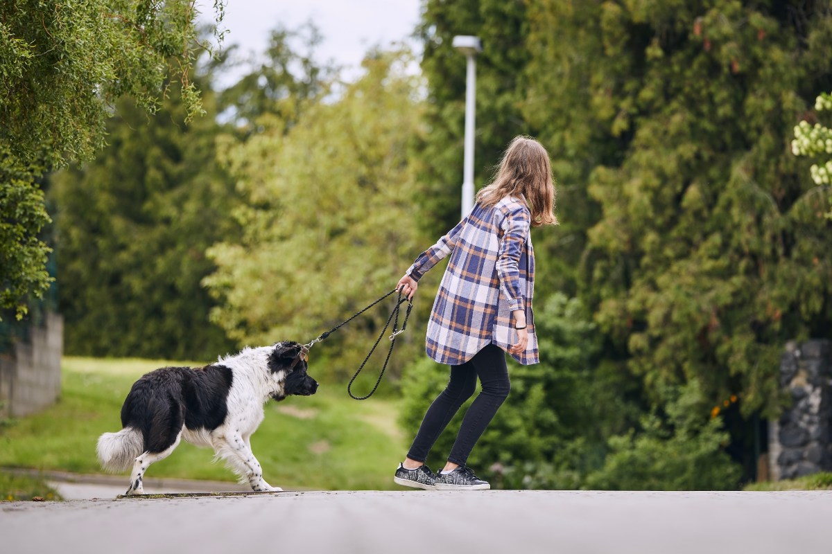 Frau zieht am Halsband eines Hundes