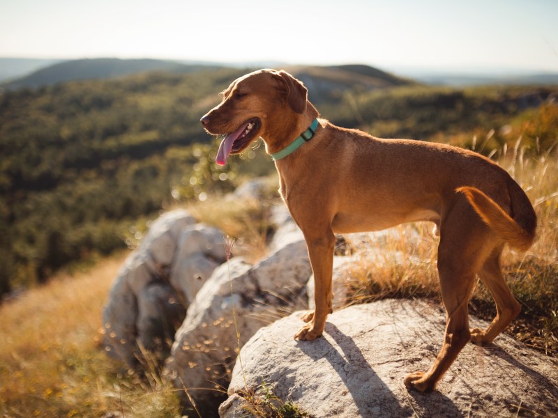 Hund an einem heißen Tag