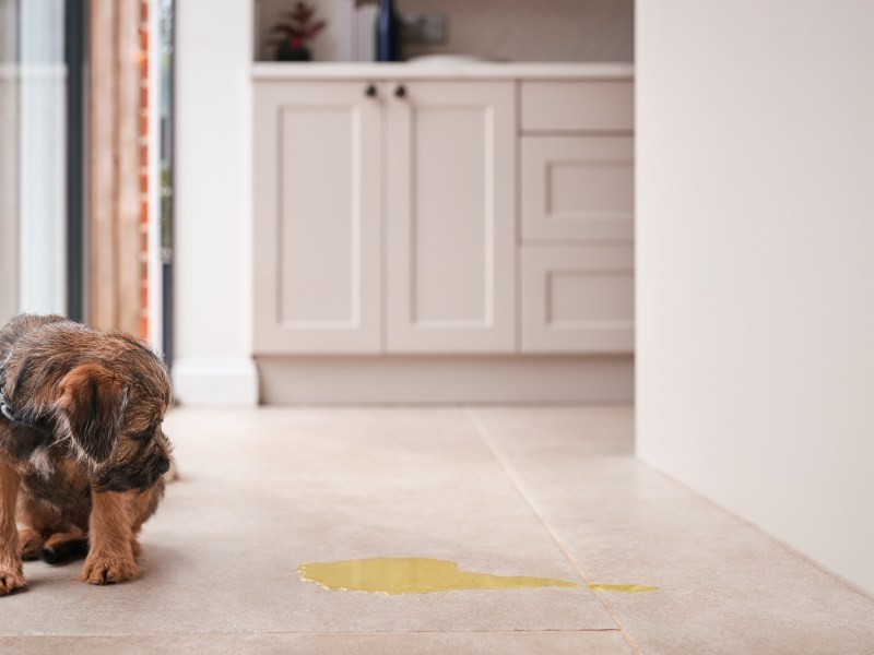 Hund nicht stubenrein