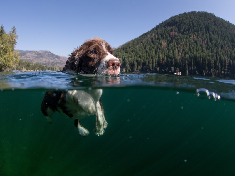 Hund im See