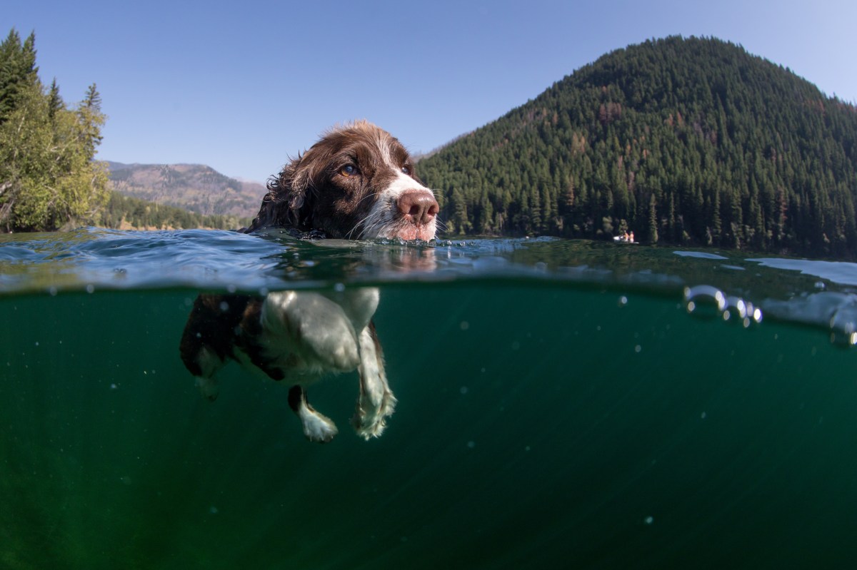 Hund im See