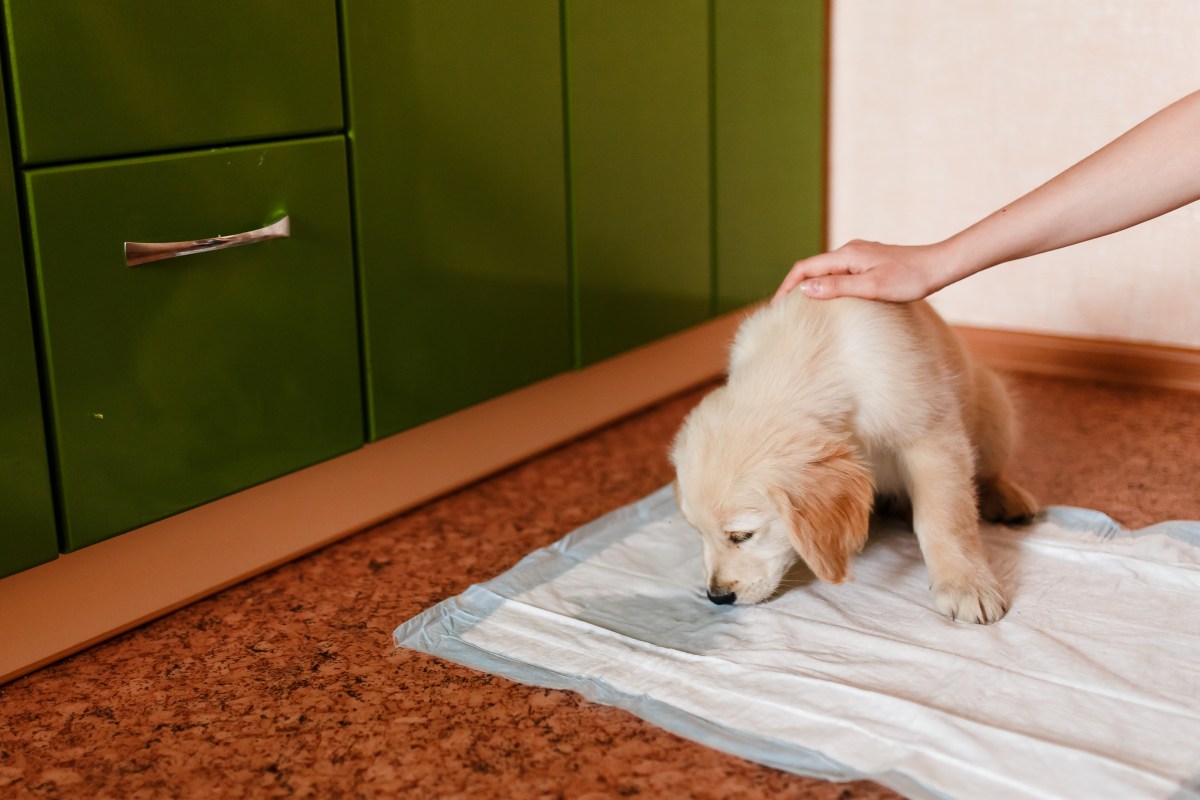 Wann ist Hund stubenrein