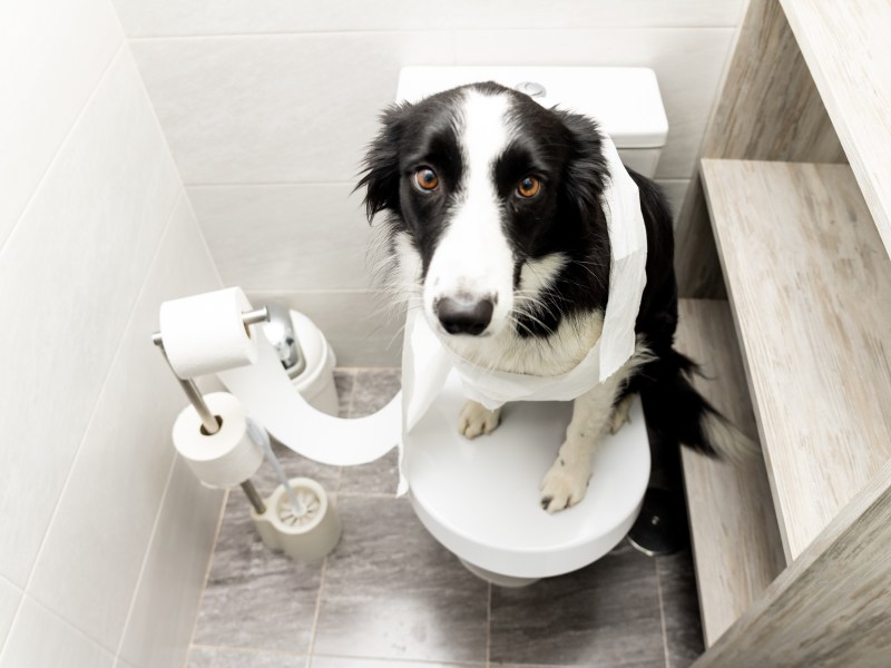 Hund auf Toilette