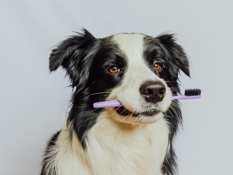 Hund mit Zahnbürste im Maul