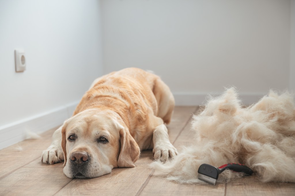 Hund mit Hundehaaren