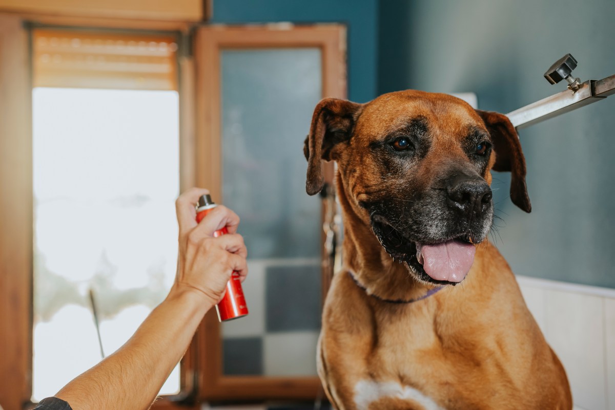 Hund wird mit Hundeparfum eingesprüht