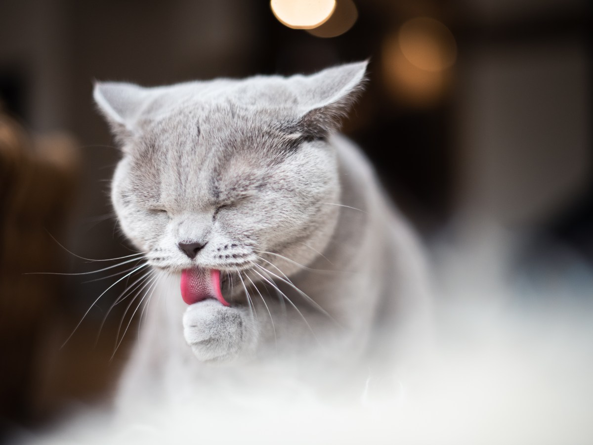 Katze putzt sich wichtig fÃ¼r die Fellpflege