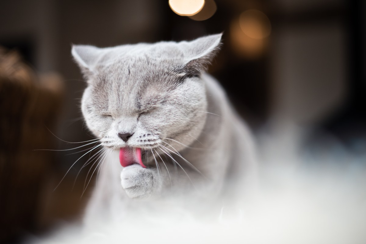 Katze putzt sich wichtig für die Fellpflege