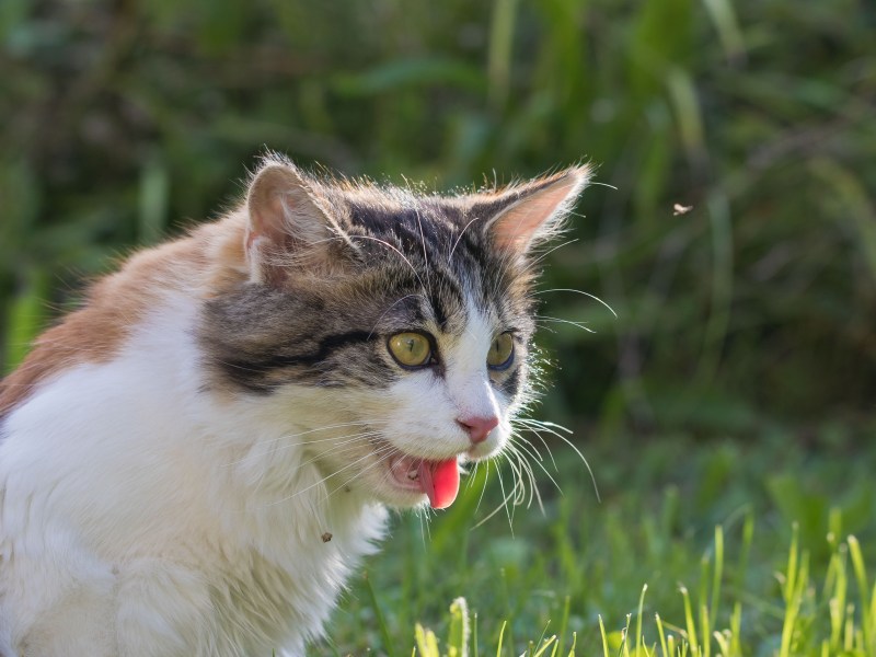 Katze hechelt im Garten