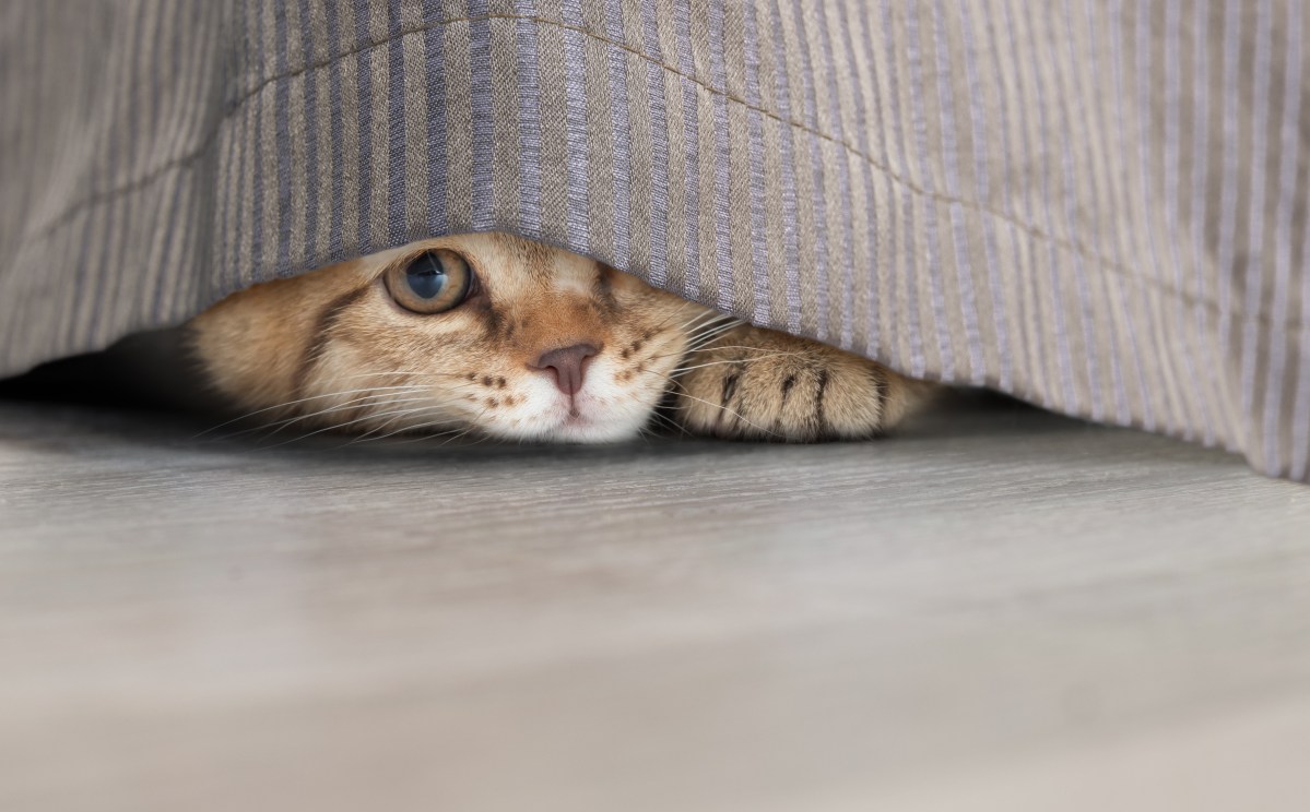 Katze versteckt sich unter Decke