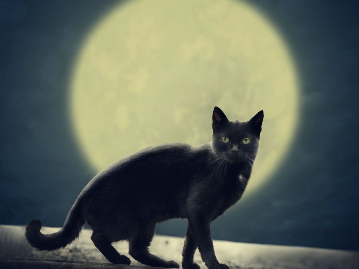 Vollmond scheint hinter Katze