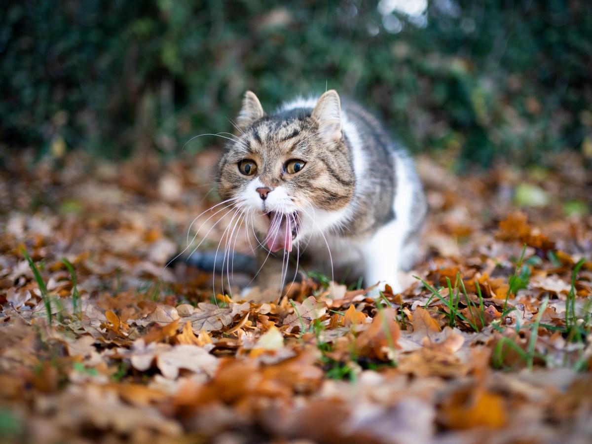 Katze wÃ¼rgt ohne Erbrechen im Garten