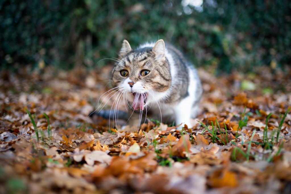 Katze würgt ohne Erbrechen im Garten