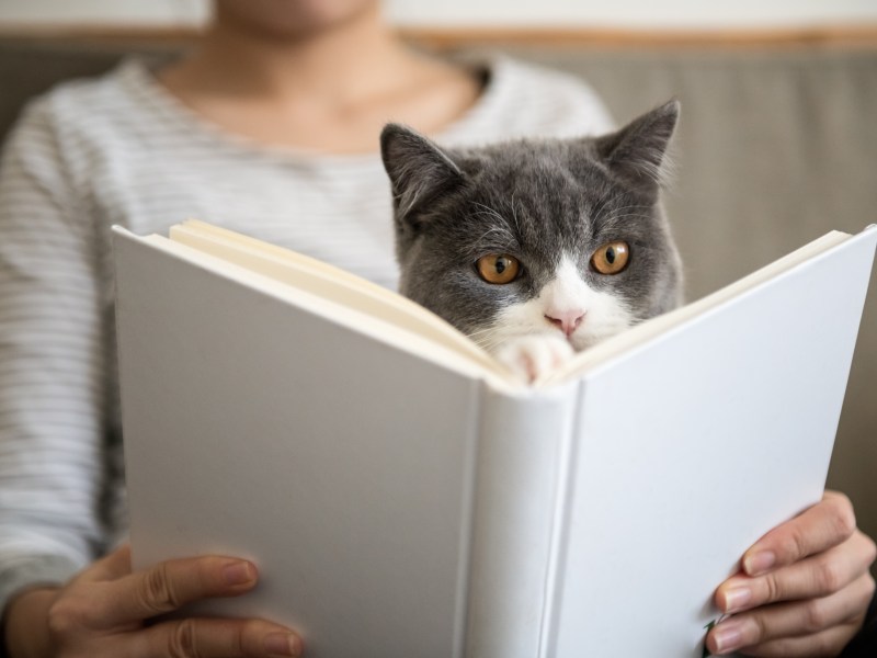 Frau mit Katze auf dem Schoss liest ein Buch über Katzenerziehung