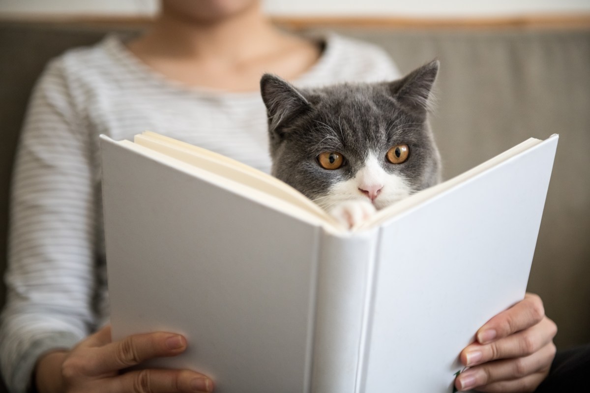 Frau mit Katze auf dem Schoss liest ein Buch Ã¼ber Katzenerziehung