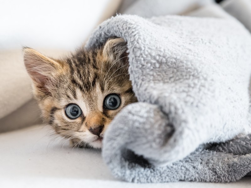 Katze versteckt sich unter einer Decke