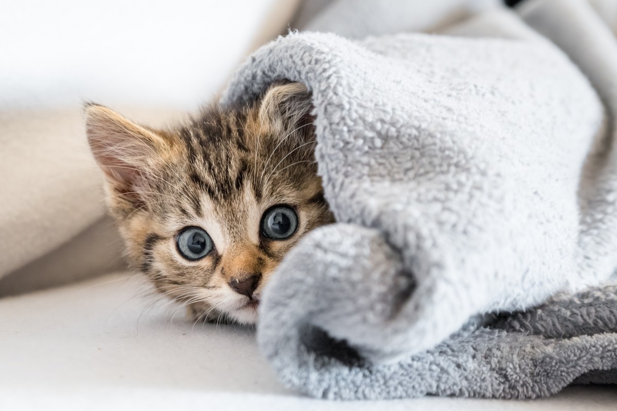 Katze versteckt sich unter einer Decke