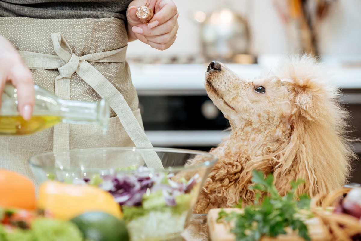 Für den Hund kochen