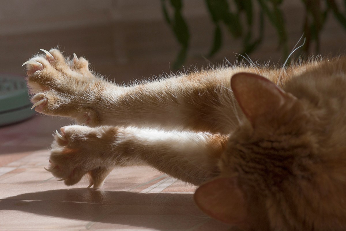 Katze liegt in der Sonne und fÃ¤hrt Krallen aus