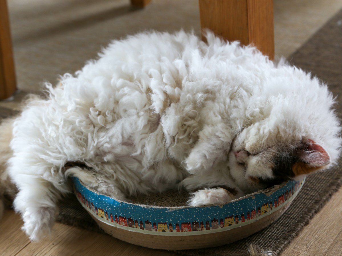 Katze im Schafspelz: Die auÃŸergewÃ¶hnliche Selkirk Rex im Rasseportrait