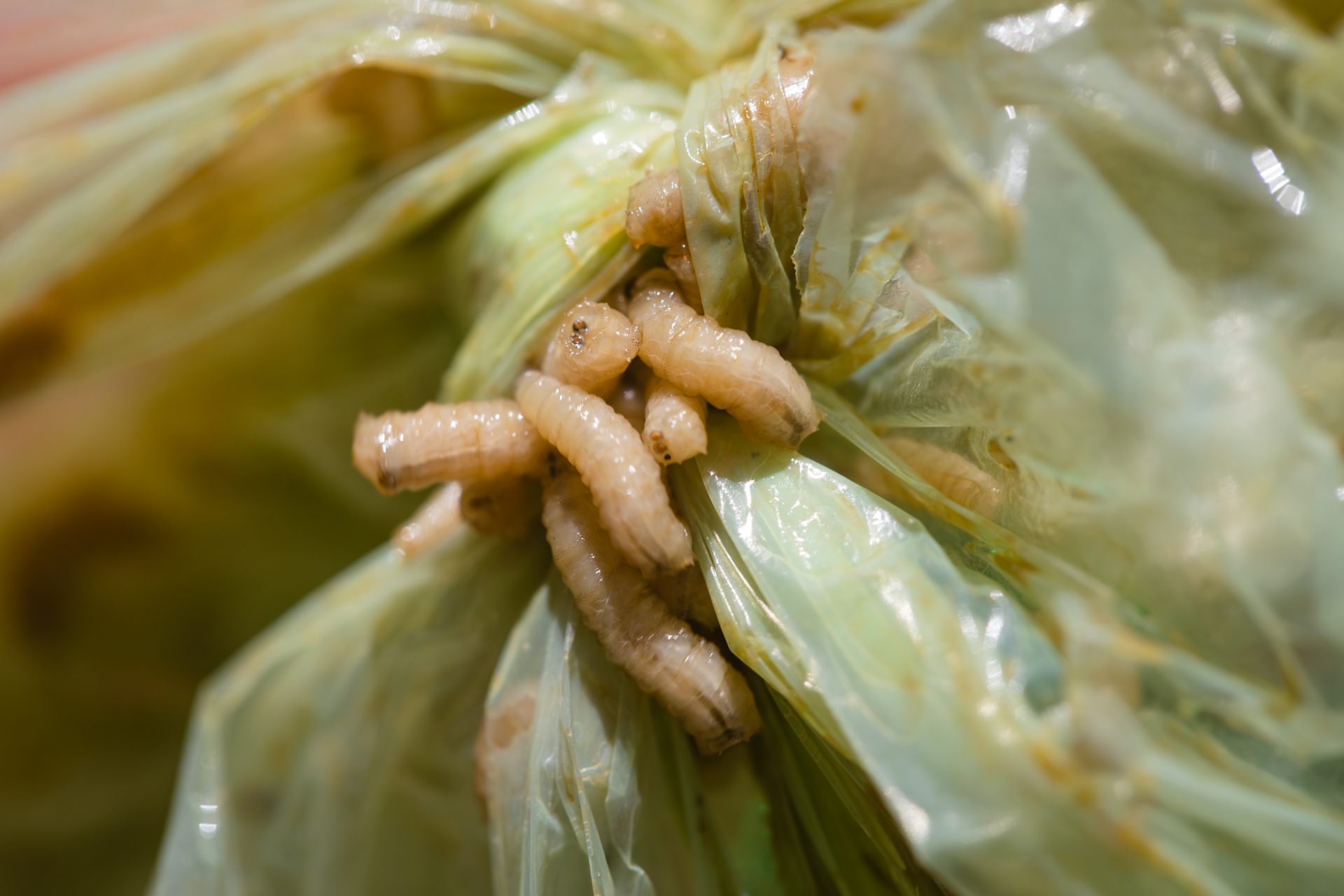 Maden in der Küche So wirst du sie schnell los wmn