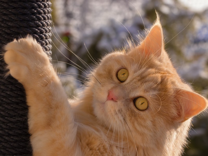 Katze kratzt im Freien an Kratzbaum