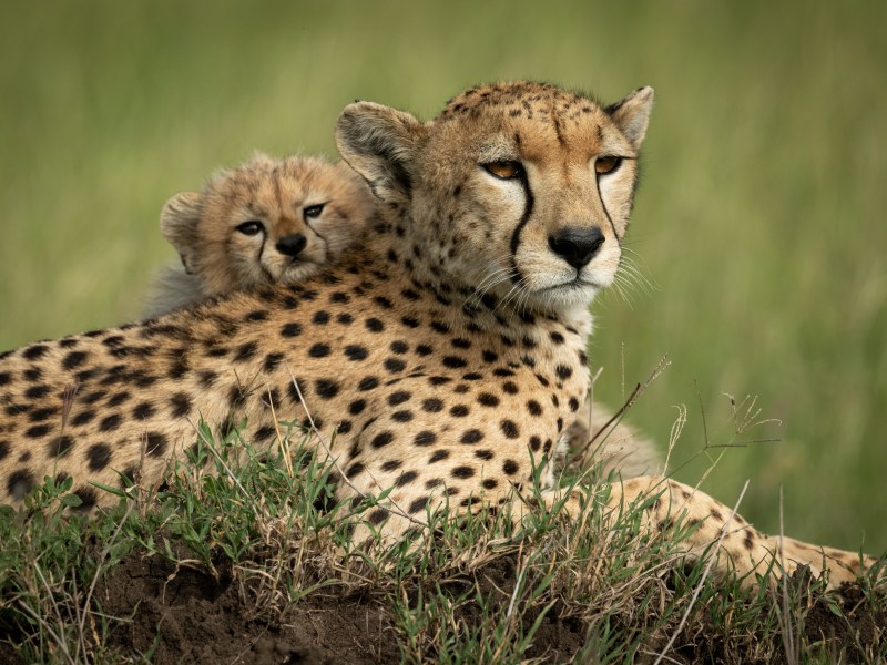 Gepard mit Baby auf dem Rücken