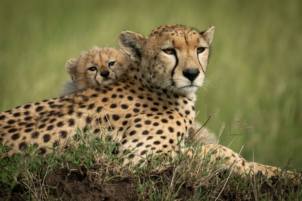 Gepard mit Baby auf dem Rücken